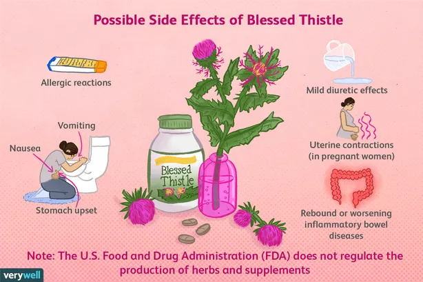 blessed-milkthistle-silybum-marianum-asterales-asteraceae-5341043