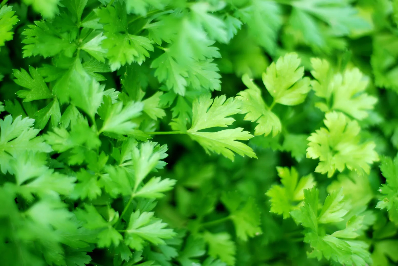 What are the top benefits of consuming Parsley?